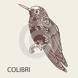 Vector hand drawn Colibri bird illustration. Tropical animal icons isolated on white background. Exotic vintage engraved fauna art