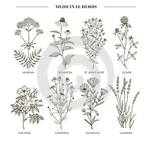 Medicinal herbs. photo