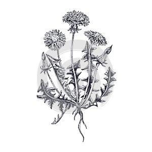 Vector hand drawn Dandelion Illustration