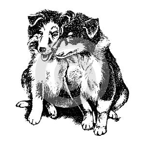 Vector hand drawn dog collie vintage illustration