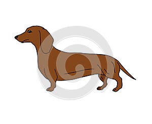 Vector hand drawn doodle brown dachshund dog