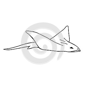 Vector hand drawn doodle devil fish skate fish