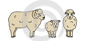 Vector hand drawn doodle farm family of animals. Cute cartoon Sheep mother female, father male and fluffy little lamb baby.