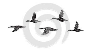 Vector hand drawn doodle flock of flying duck