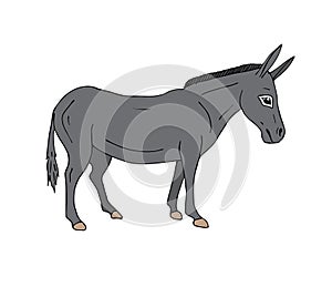 Vector hand drawn doodle gray sketch donkey