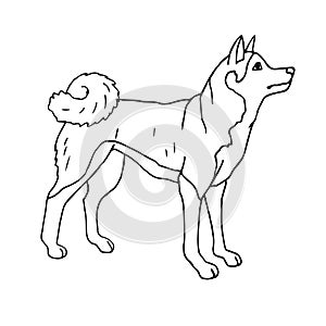 Vector hand drawn doodle Japanese akita inu dog