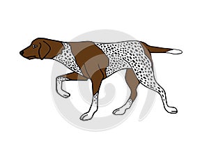 Vector hand drawn doodle kurtshaar hunting dog