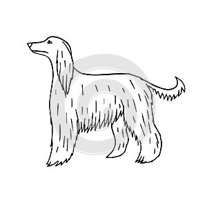 Vector hand drawn doodle sketch Afghan hound dog
