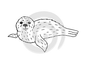 Vector hand drawn doodle sketch baby seal