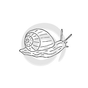 Vector hand drawn doodle sketch black snail