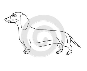 Vector hand drawn doodle sketch dachshund dog