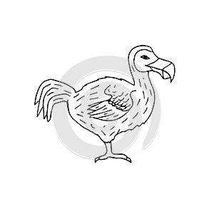 Vector hand drawn doodle sketch dodo bird