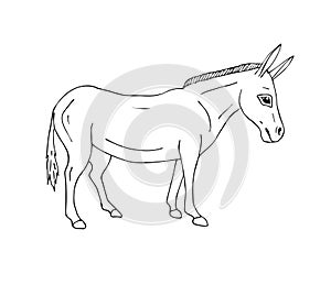 Vector hand drawn doodle sketch donkey