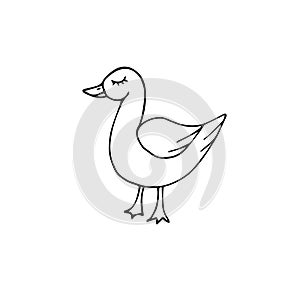 Vector hand drawn doodle sketch duck