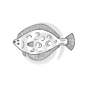 Vector hand drawn doodle sketch flounder fish