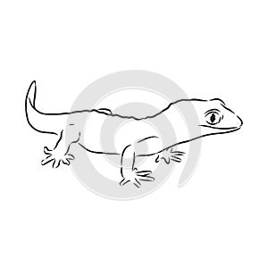 Vector hand drawn doodle sketch gecko lizard isolated on white background. Gecko animal, vector sketch illustration