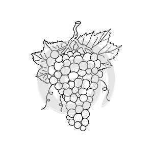Vector hand drawn doodle sketch grapes