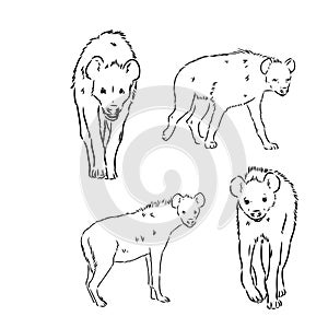 Vector hand drawn doodle sketch hyena isolated on white background