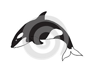 Vector hand drawn doodle sketch killer whale