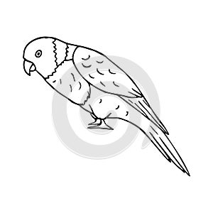 Vector hand drawn doodle sketch lory parrot