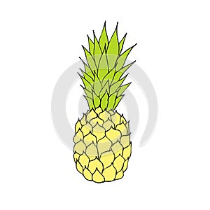 Vector hand drawn doodle sketch and pine apple pineapple on white background