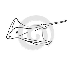 Vector hand drawn doodle skate fish devil fish