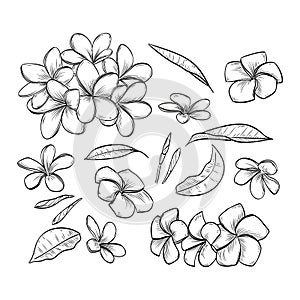 Vector hand drawn elegant plumeria