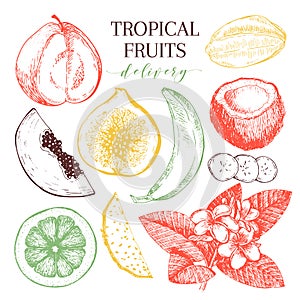 Vector hand drawn exotic fruits. Engraved smoothie bowl ingredients. Tropical sweet food delivery. Guava, fig, coconut