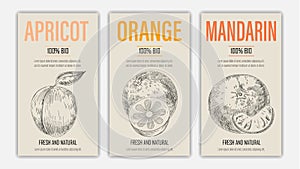 Vector hand drawn fruits of apricot, orange and mandarin posters. Vintage style healthy food concept for farmers market menu