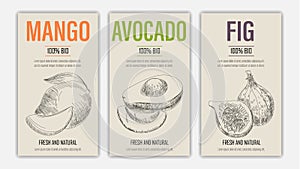 Vector hand drawn fruits of mango, avacado and fig posters. Vintage style healthy food concept for farmers market menu design