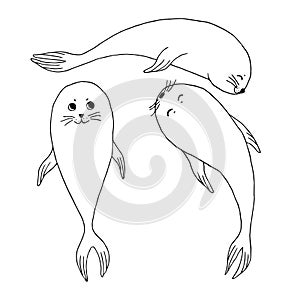 Vector hand drawn Fur seal outline doodle icon. Fur seal sketch illustration for print, web, mobile and infographics