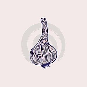 Vector hand drawn of garlic. Strengthening the immune system. Farm Market poster. Vegetarian set of organic products. Detailed