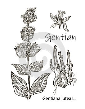 Vector of hand drawn gentian isolated on white background. Outline flower are element for design. Botany Alps, alpine