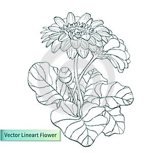 Vector hand drawn gerbera