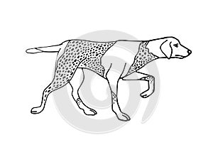 Vector hand drawn german kurtshaar hunting dog