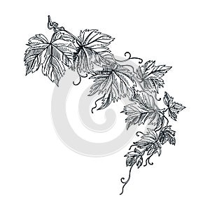 Vector hand drawn grapevine Illustration