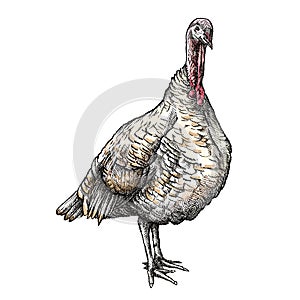 Vector hand-drawn graphic sketch of domestic turkey female in black and brown isolated on white background. Silhouette of turkey.