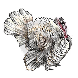 Vector hand-drawn graphic sketch of domestic turkey male or gobbler in black and beige isolated on white background.