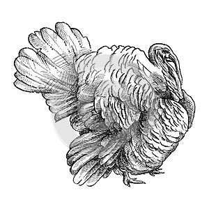 Vector hand-drawn graphic sketch of domestic turkey male or gobbler in black isolated on white background. Silhouette of turkey.