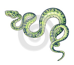Vector Hand Drawn Green Spotted Snake