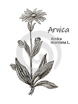 Vector hand drawn herb. Botanical plant illustration. Vintage medicinal herb sketch. Arnica