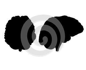 Vector hand drawn human brain silhouette