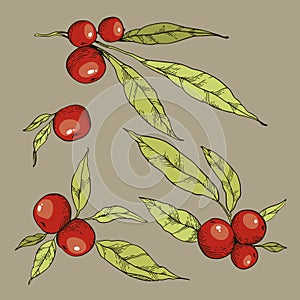 Vector hand drawn illustratiom. Autumn set of leaves and red berries photo
