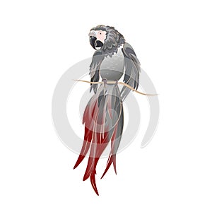 Vector hand drawn Illustration of African grey parrot on white background isolated