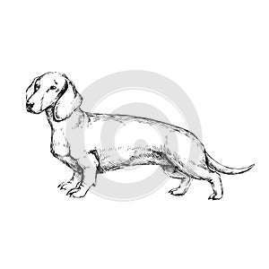 Vector hand-drawn illustration of Dachshund in engraving style. Sketch with cute pet isolated on white. Dog breed