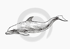 Vector hand drawn illustration of dolphin isolated on white. Sketch of wild sea animal for print on clothes. Underwater world