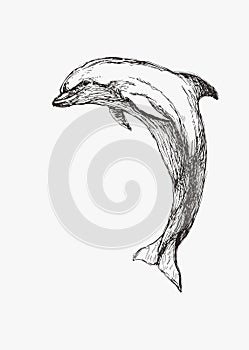 Vector hand drawn illustration of dolphin isolated on white. Sketch of wild sea animal for print on clothes. Underwater world