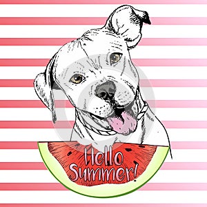 Vector hand drawn illustration of english pitbull dog eating the watermelon slice. Hello summer.