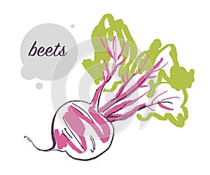 Vector hand drawn illustration of fresh raw beets vegetable isolated on white background.