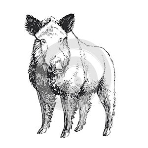 Vector hand drawn illustration of hog isolated on white. Sketch of forest animal in engraving style